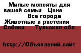 Милые мопсяты для вашей семьи › Цена ­ 20 000 - Все города Животные и растения » Собаки   . Тульская обл.